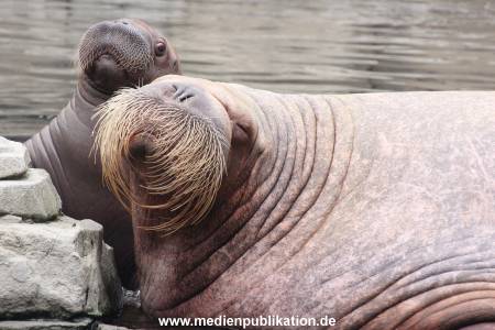 Walrossbaby Hagenbeck 25052019 062
