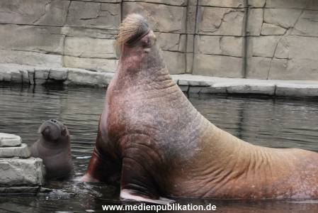 Walrossbaby Hagenbeck 25052019 063
