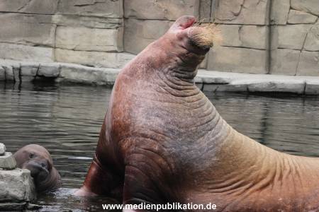 Walrossbaby Hagenbeck 25052019 064