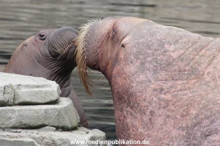 Walrossbaby Hagenbeck 25052019 065