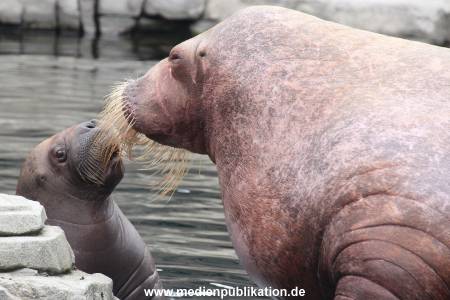 Walrossbaby Hagenbeck 25052019 066