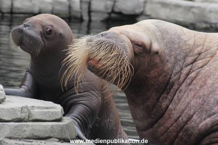 Walrossbaby Hagenbeck 25052019 067
