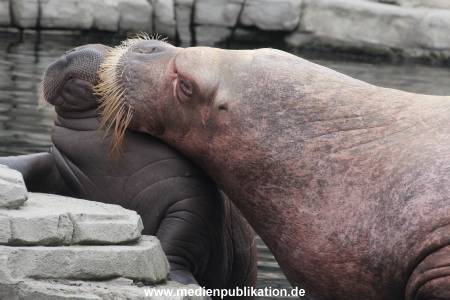 Walrossbaby Hagenbeck 25052019 068
