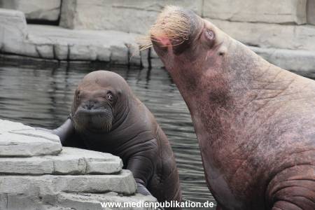 Walrossbaby Hagenbeck 25052019 069