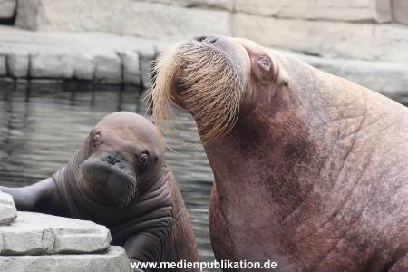Walrossbaby Hagenbeck 25052019 070