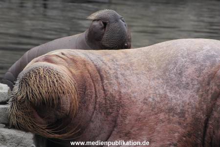 Walrossbaby Hagenbeck 25052019 071