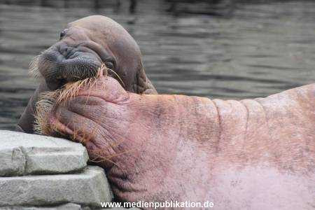 Walrossbaby Hagenbeck 25052019 072