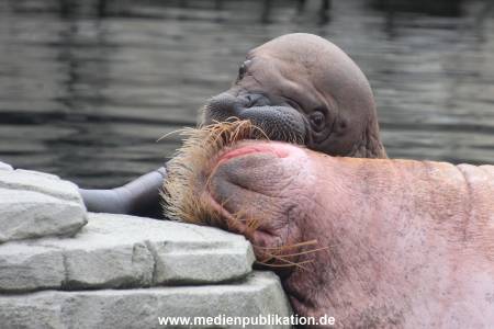 Walrossbaby Hagenbeck 25052019 073