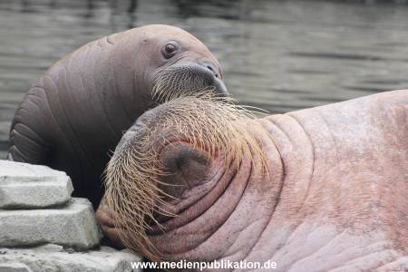 Walrossbaby Hagenbeck 25052019 075