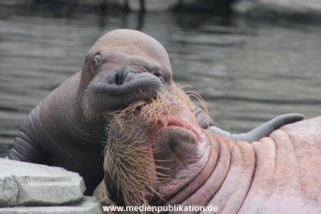Walrossbaby Hagenbeck 25052019 076