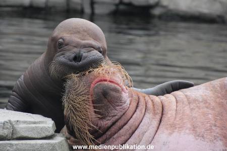 Walrossbaby Hagenbeck 25052019 077