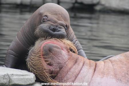 Walrossbaby Hagenbeck 25052019 078