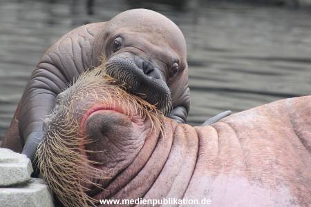 Walrossbaby Hagenbeck 25052019 079