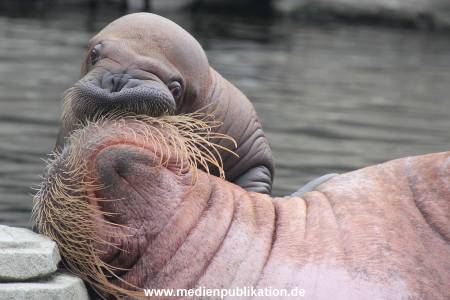 Walrossbaby Hagenbeck 25052019 081