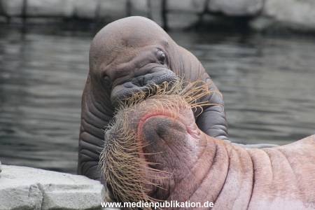 Walrossbaby Hagenbeck 25052019 082