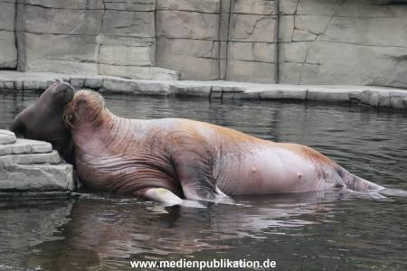 Walrossbaby Hagenbeck 25052019 083