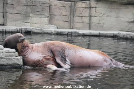Walrossbaby Hagenbeck 25052019 084