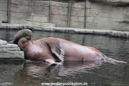 Walrossbaby Hagenbeck 25052019 085