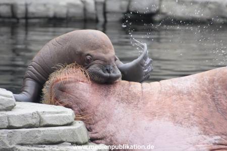 Walrossbaby Hagenbeck 25052019 086