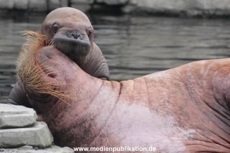 Walrossbaby Hagenbeck 25052019 087