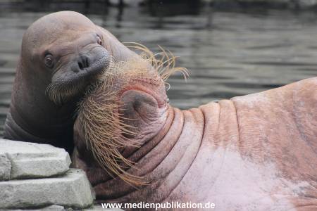 Walrossbaby Hagenbeck 25052019 088