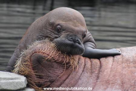Walrossbaby Hagenbeck 25052019 089
