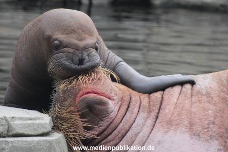 Walrossbaby Hagenbeck 25052019 090
