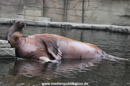 Walrossbaby Hagenbeck 25052019 091
