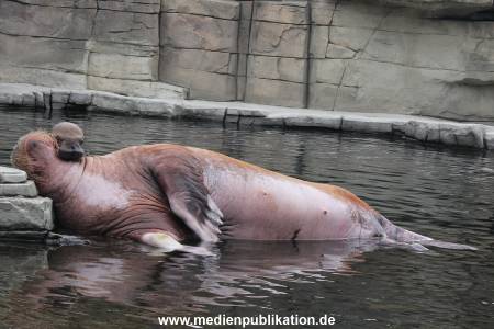 Walrossbaby Hagenbeck 25052019 092