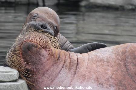 Walrossbaby Hagenbeck 25052019 093