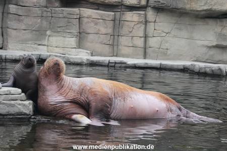 Walrossbaby Hagenbeck 25052019 094