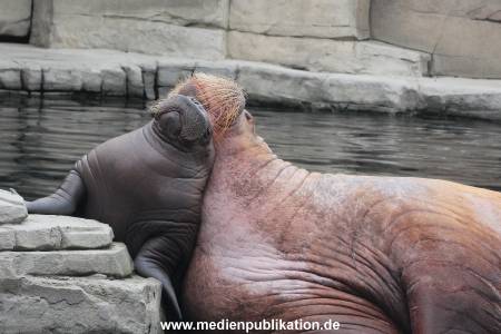Walrossbaby Hagenbeck 25052019 095