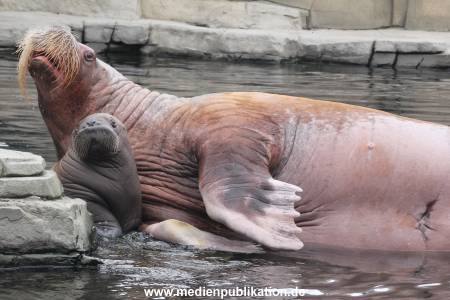 Walrossbaby Hagenbeck 25052019 096