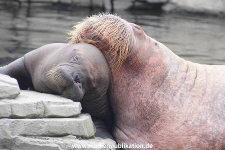 Walrossbaby Hagenbeck 25052019 097