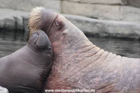 Walrossbaby Hagenbeck 25052019 098