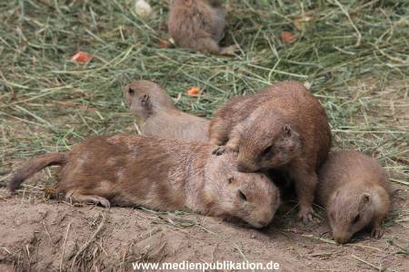 Hagenbeck 02072014 044