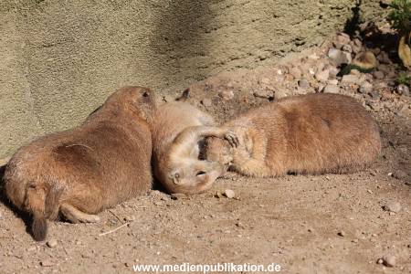 Hagenbeck 23072014 017
