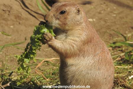 Hagenbeck 26092016 001