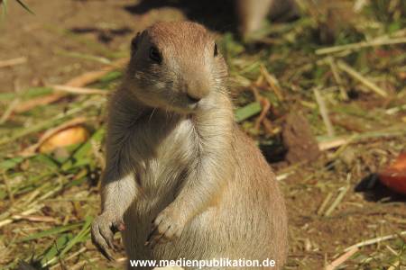 Hagenbeck 26092016 002