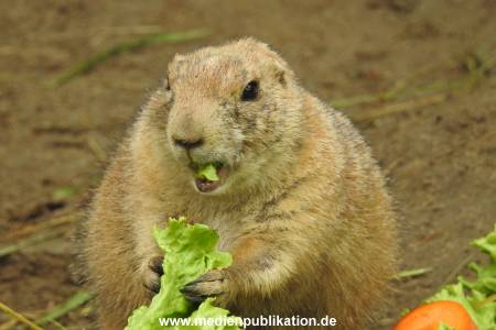 Hagenbeck 26092016 007