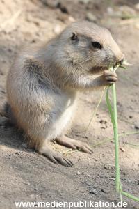 Hagenbeck 31052014 005