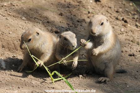 Hagenbeck 31052014 007