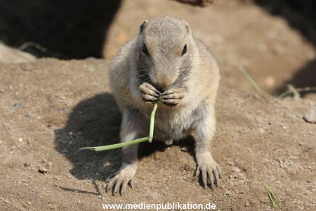 Zufälliges Pressefoto