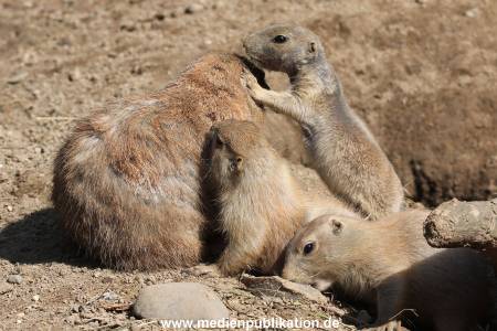 Hagenbeck 31052014 010