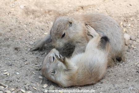 Hagenbeck 31052014 011