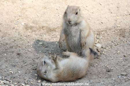 Hagenbeck 31052014 013