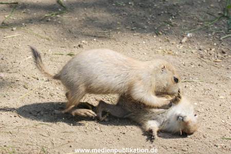 Hagenbeck 31052014 014