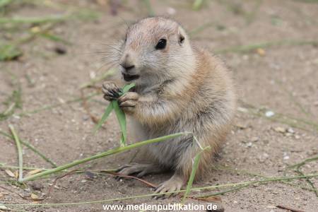 Hagenbeck 31052014 016
