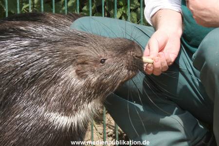Hagenbeck Riewa 15052008 034
