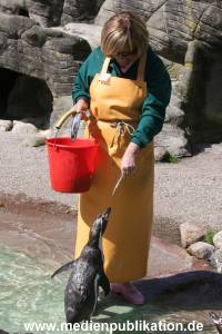 Hagenbeck Roos 14052008 014